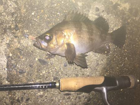 ライトでメバル